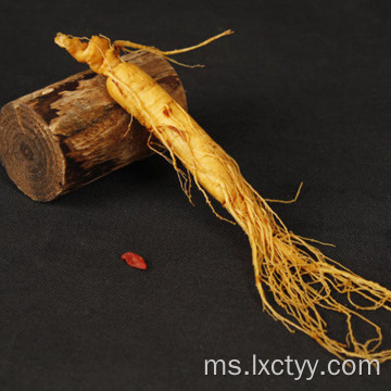 makanan akar ginseng teh